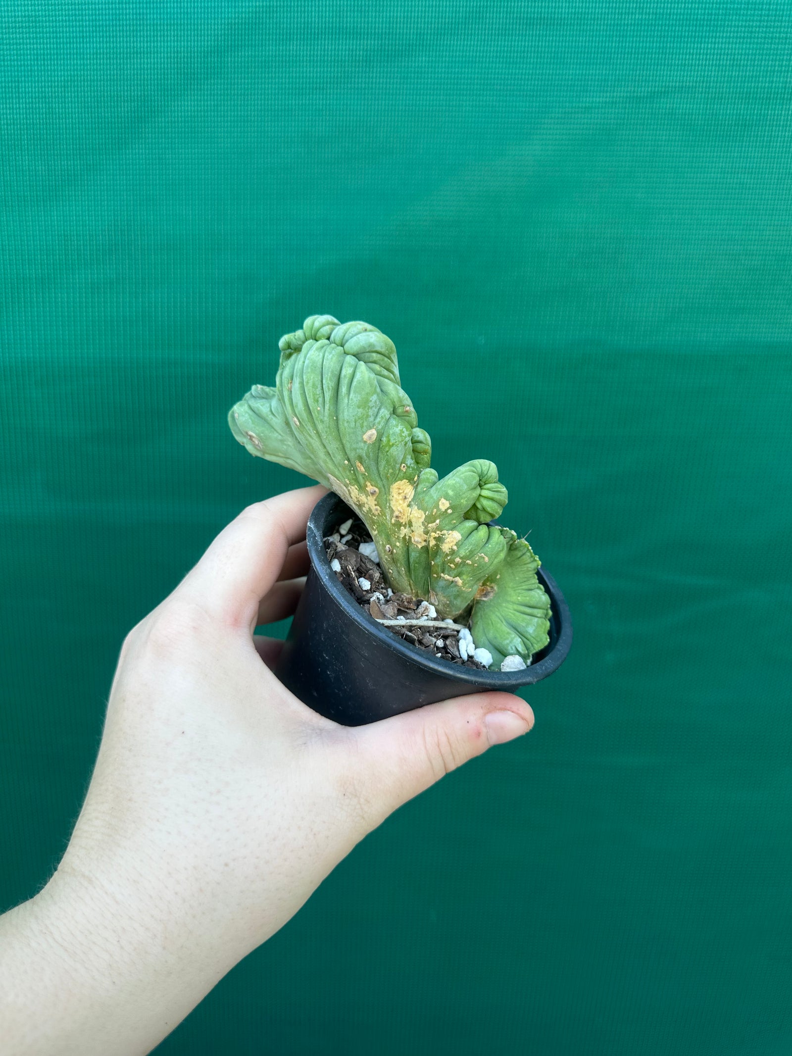 Trichocereus bridgesii crest
