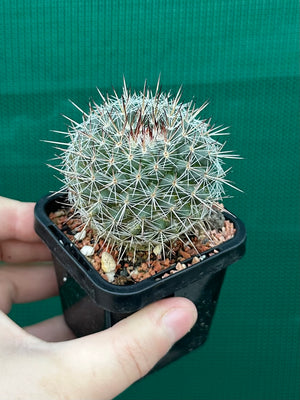 Mammillaria lindsayii