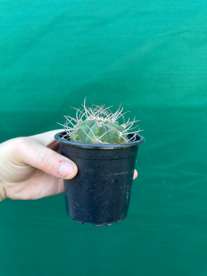 Gymnocalycium accorugatum