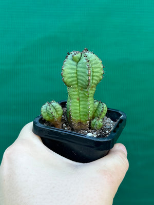 Euphorbia anoplia