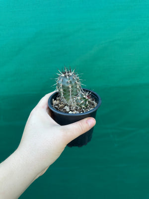 Echinocereus russanthus x davisii
