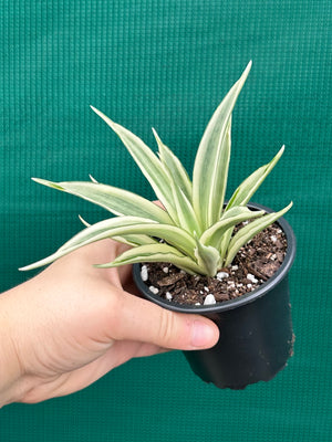 Sanseveria parva