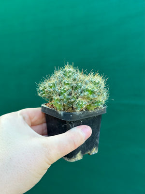 Mammillaria surculosa