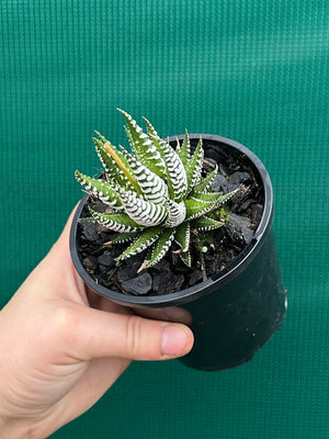 Haworthia fasciata ‘Japanese Super Clone’