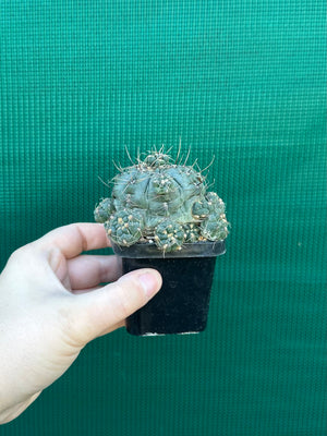 Gymnocalycium baldianum