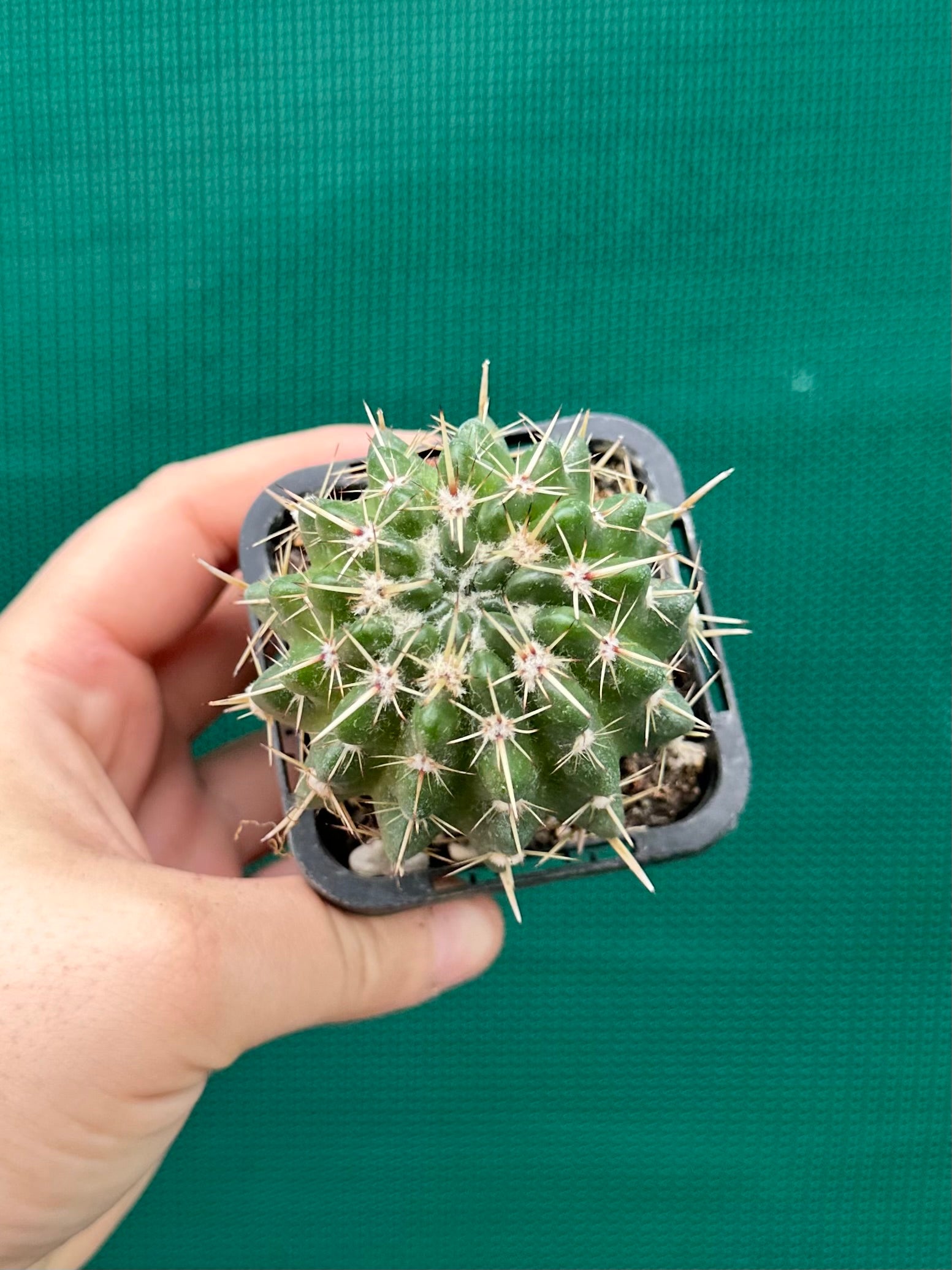 Notocactus submamulosus