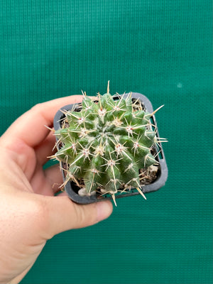 Notocactus submamulosus