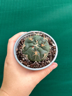 Gymnocalycium