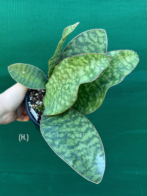 Sansevieria Masoniana ‘Mason’s Congo Paddle’