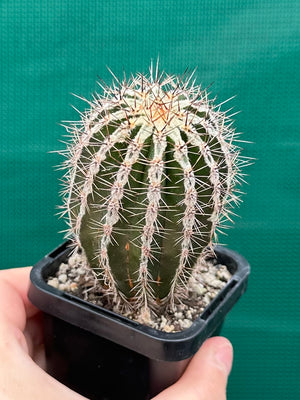 Echinopsis haku jo