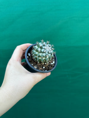 Mammillaria scrippsiana
