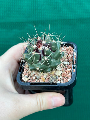 Thelocactus freudenbergeri