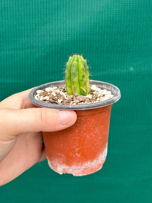 Trichocereus peruvianus varigata