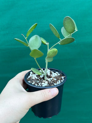 Silver Dollar Vine