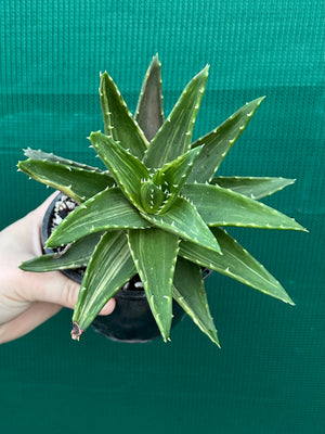 Aloe ‘Gold Tooth’