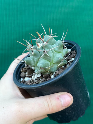 Thelocactus rinconensis ssp rinconensis