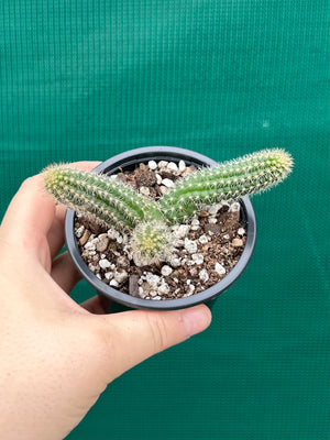 Echinopsis Chamaecereus Peanut Cactus