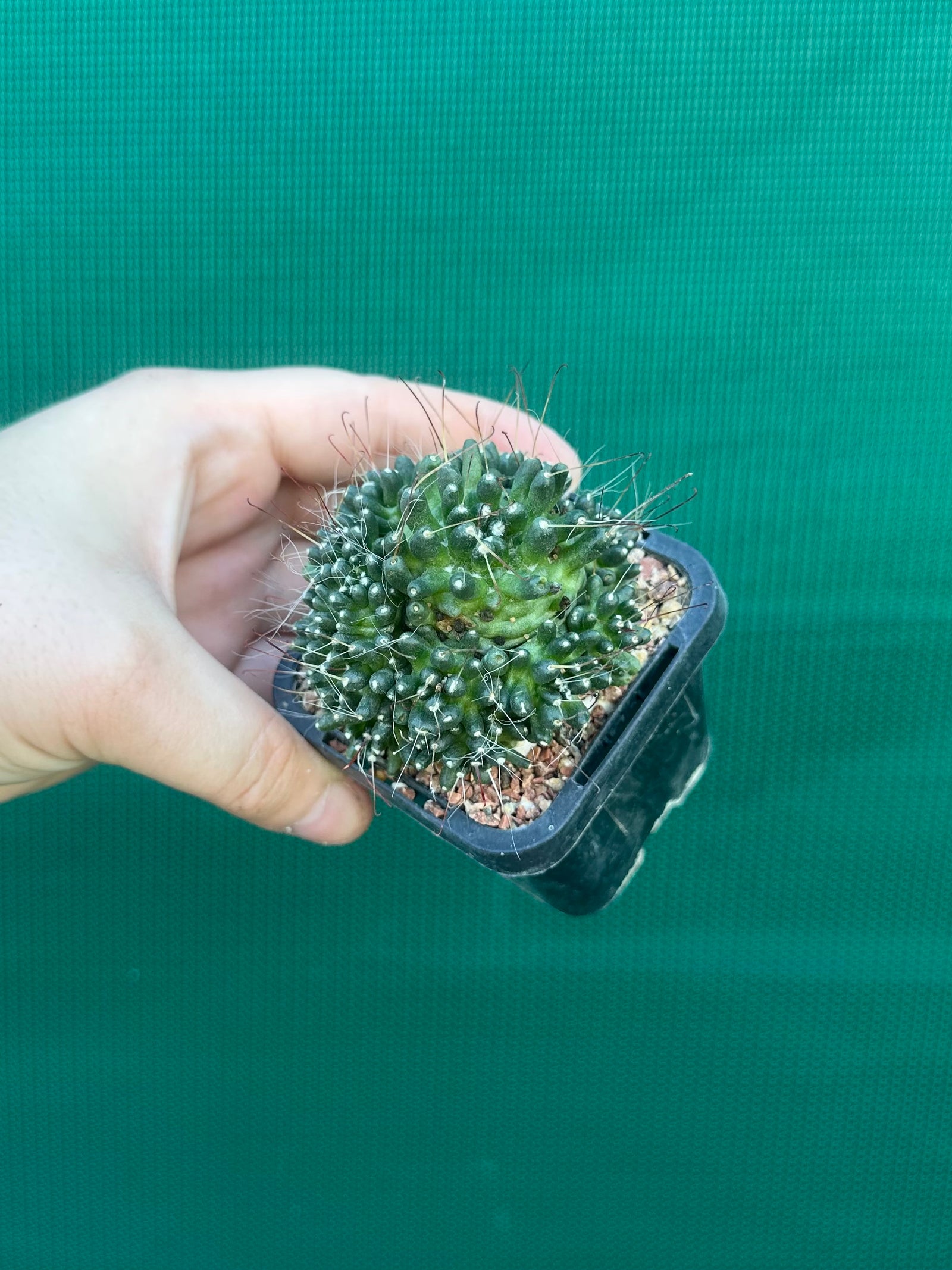 Mammillaria bocasana “The Freak”