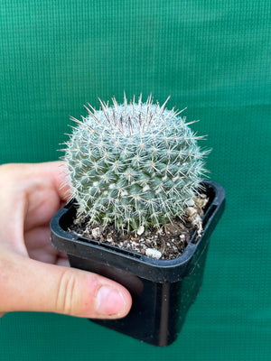 Mammillaria hahniana