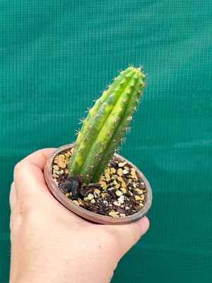 Trichocereus peruvianus varigata