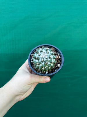 Mammillaria scrippsiana
