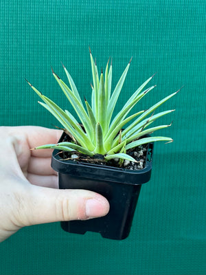 Agave stricta ‘Nana’