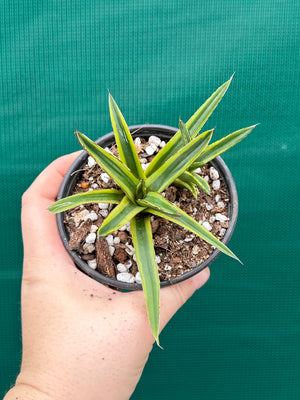 Agave victoriae reginae variegata