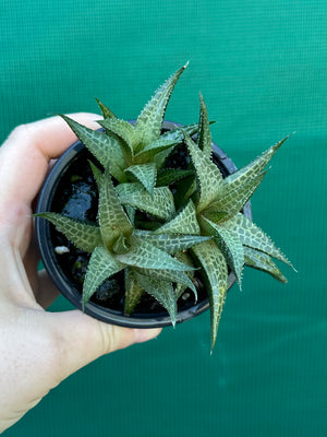 Haworthia tessellata