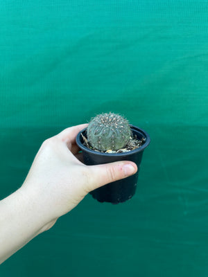Gymnocalycium taningaense
