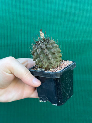Neochilenia setosiflora