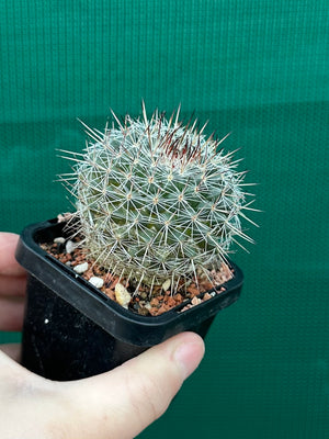 Mammillaria lindsayii