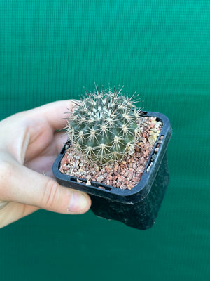 Islaya copiapodioides