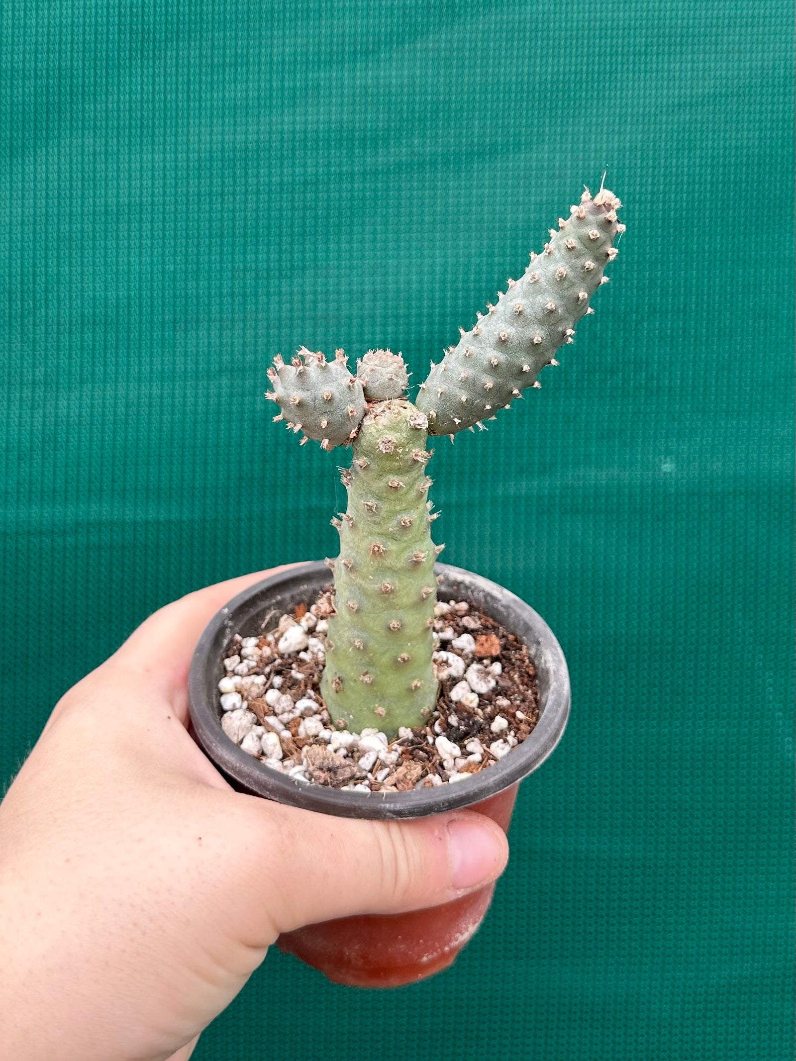 Tephrocactus Articulatus var diadimatus