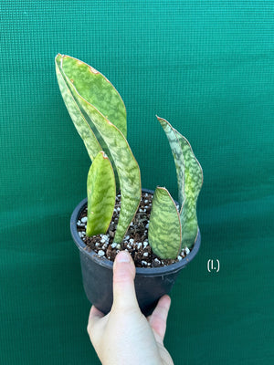Sansevieria Masoniana ‘Mason’s Congo Paddle’