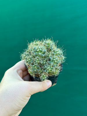 Mammillaria surculosa