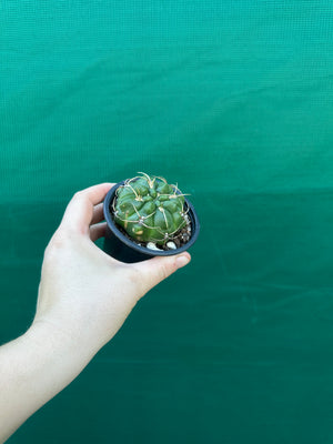 Gymnocalycium monvillei