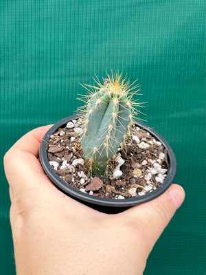 Pilocereus