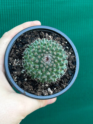 Mammillaria chioncephala