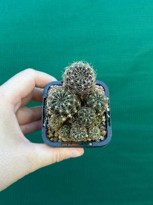 Lobivia arachnacantha