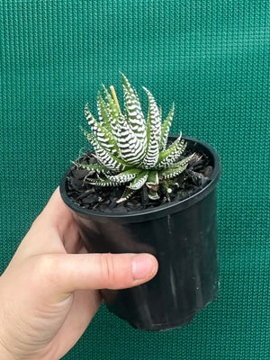 Haworthia fasciata ‘Japanese Super Clone’