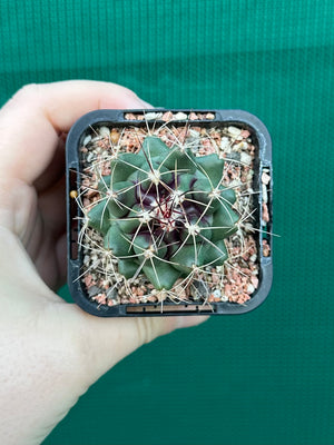 Thelocactus freudenbergeri