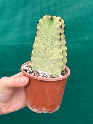 Euphorbia ammak variegata