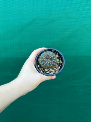 Gymnocalycium taningaense