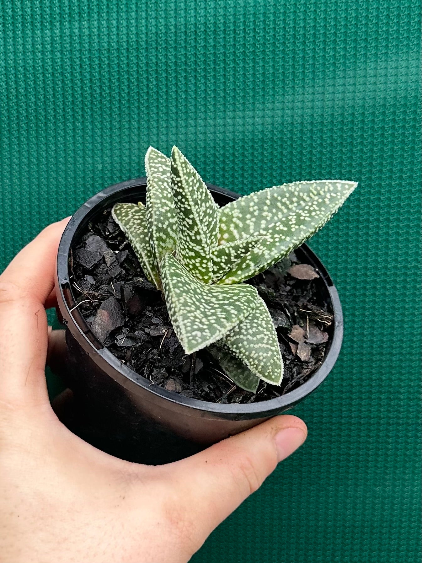 Gasteria ‘White Spot’