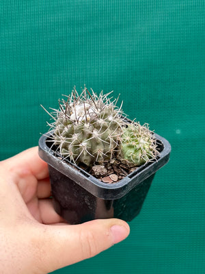 Neochilenia heinricheana x floccosa