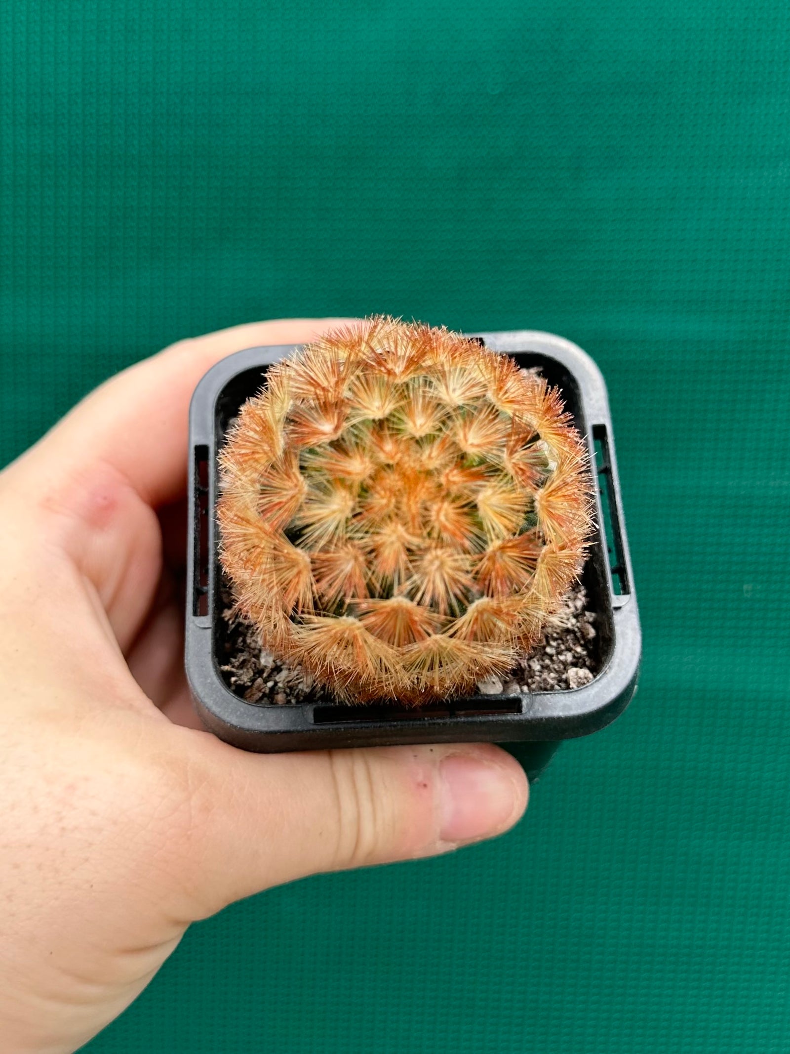 Mammillaria plumosa