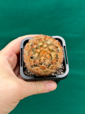 Mammillaria plumosa