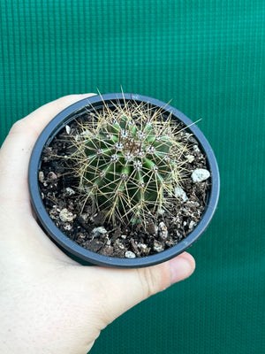 Carnegiea gigantea