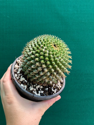 Mammilaria marksiana
