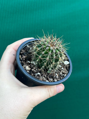 Carnegiea gigantea